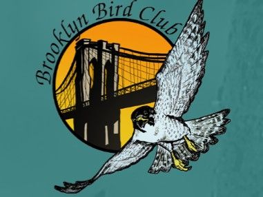 Brooklyn Bird Club — Birding in Brooklyn