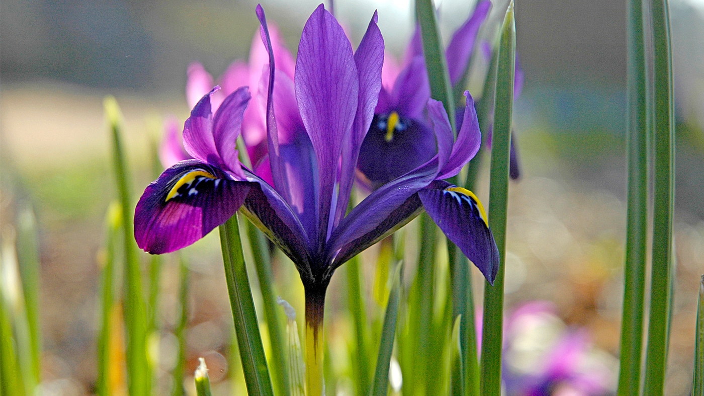 Chicago Botanic Garden Volunteers — Gardening in Glencoe