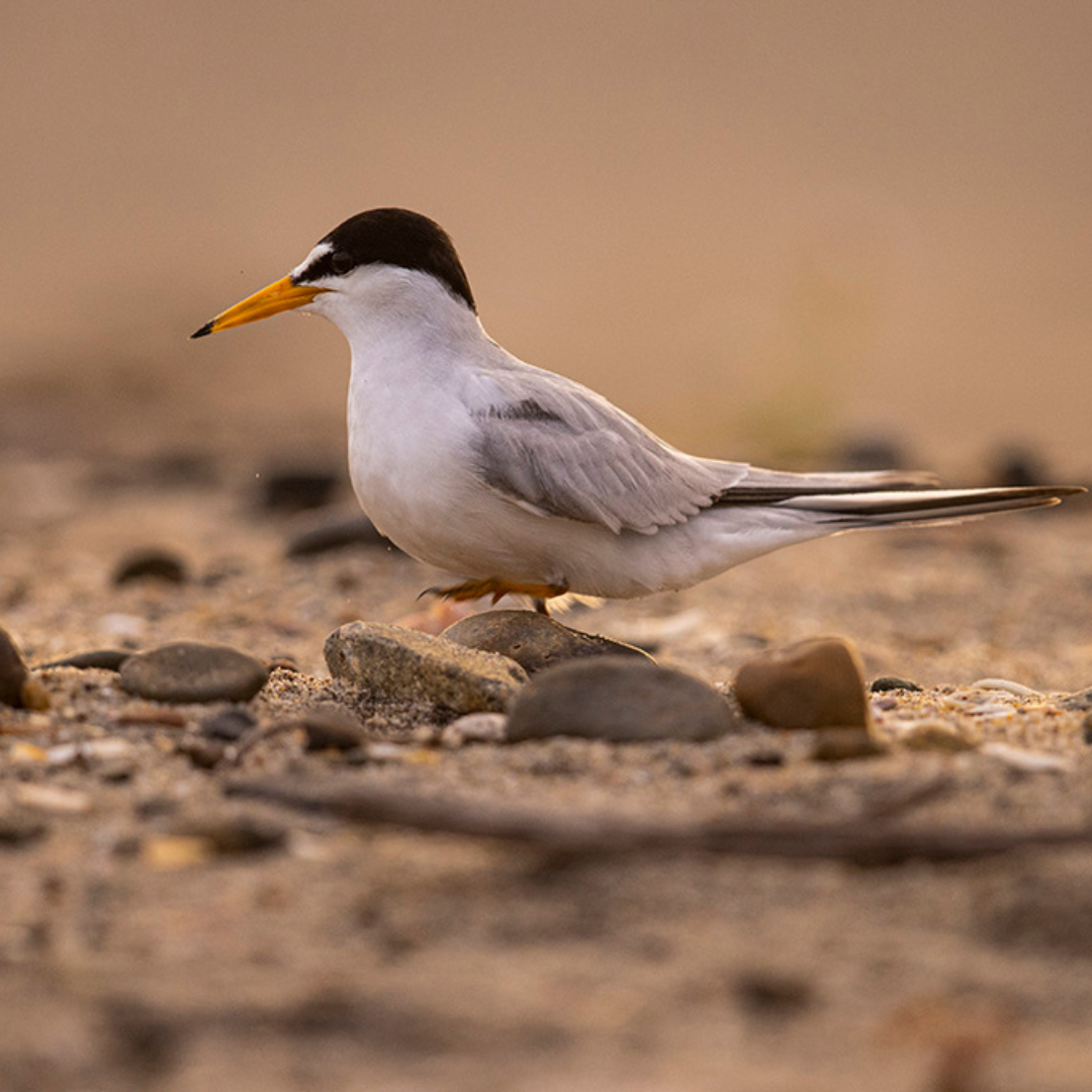 San Diego Audubon — Gardening in San Diego