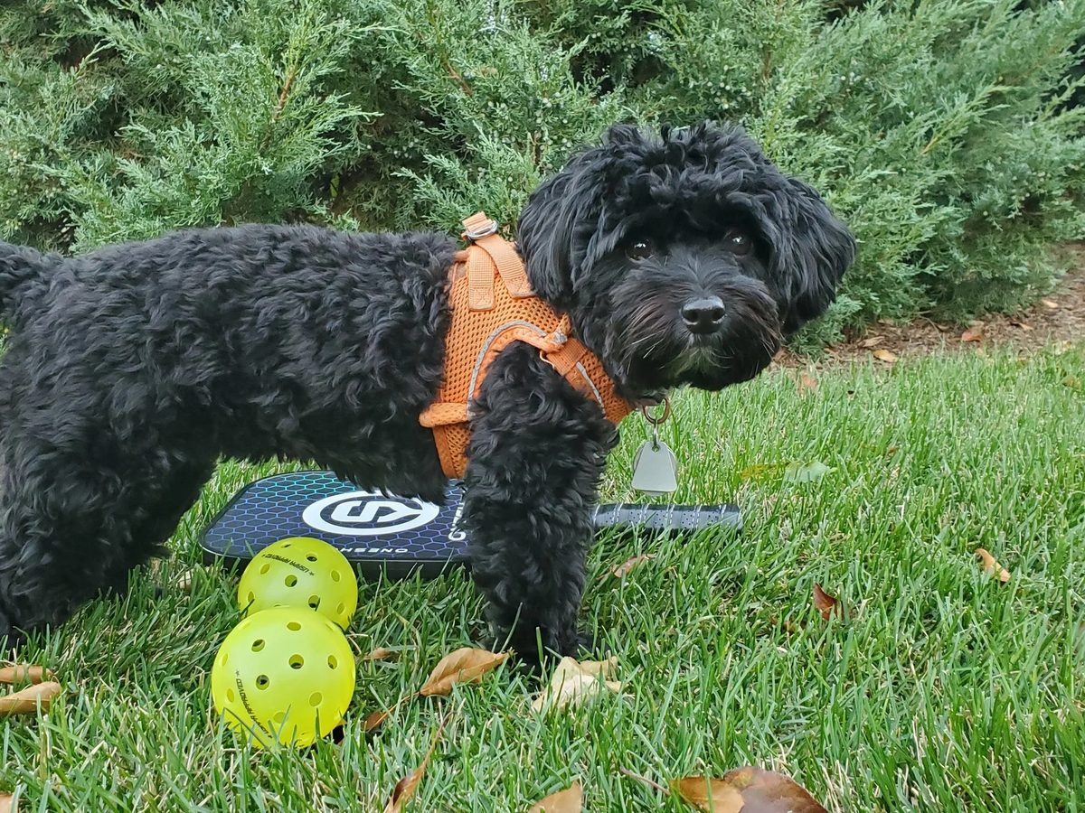 Greenwich Pickleball — Open Play in Greenwich