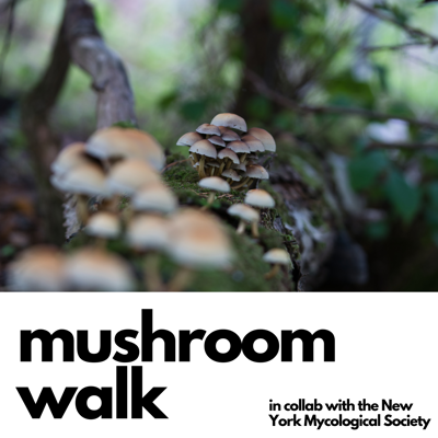 New York Mycological Society — Nature / Foraging in New York