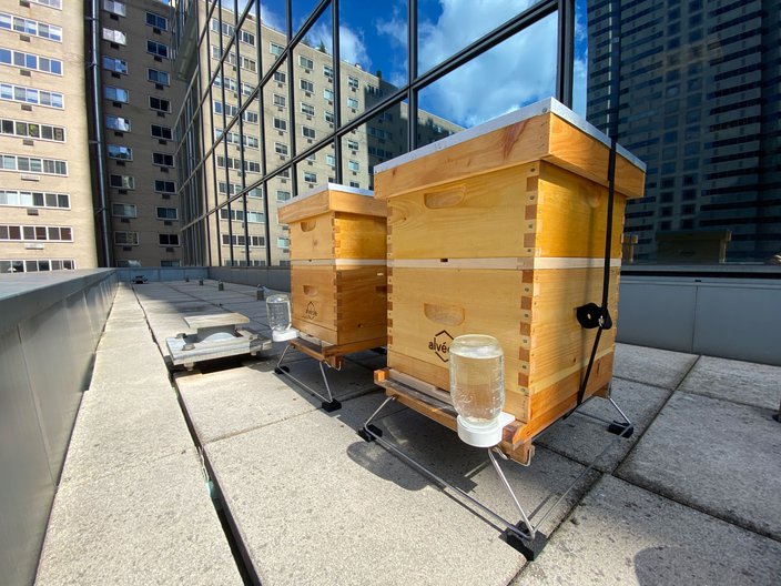 Philadelphia Beekeepers Guild — Beekeeping / Urban Agriculture in Philadelphia
